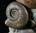Huge Hammatoceras Ammonite Sculpture #7639-5